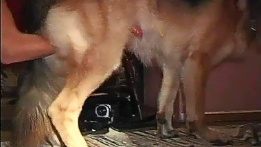 Girl handjob dog and fucked by animal in mouth