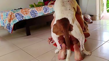 Pit bull terrier fucked hottie hard in active animal porn