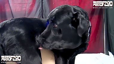 Dog sex with teen girl