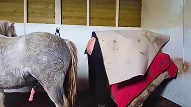 Horse man fuck