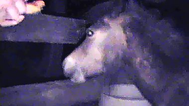 Gypsy man fucked a female horse at night and filmed it on camera
