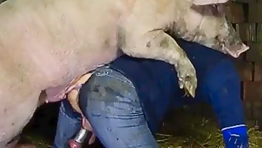 Man fucked by pig