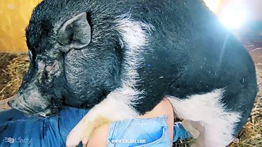 Pig hd xxx
