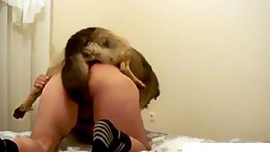 Dog fucks a man