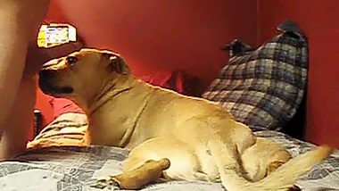 Animal lick man dick