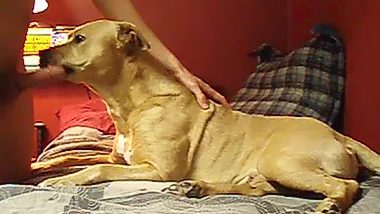 Animal lick man dick