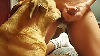 Animal lick man dick