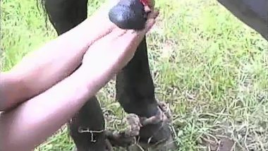 Husband milking horse dick in mouth his wife