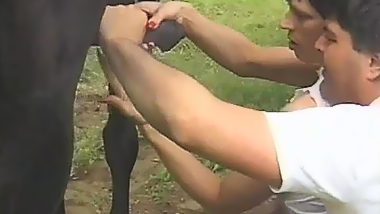 Double blowjob for horse from zoophile couple