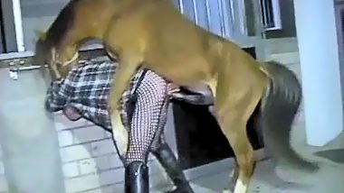 Horse fucking gay man