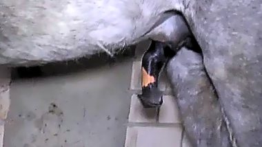 Horse fucking gay man