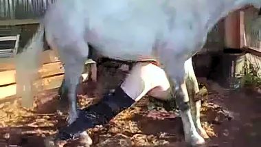 Horse fucking man porn