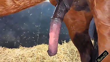Man sex horse video