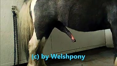 Man fucks with horse video