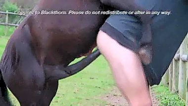 Horse fuck a man